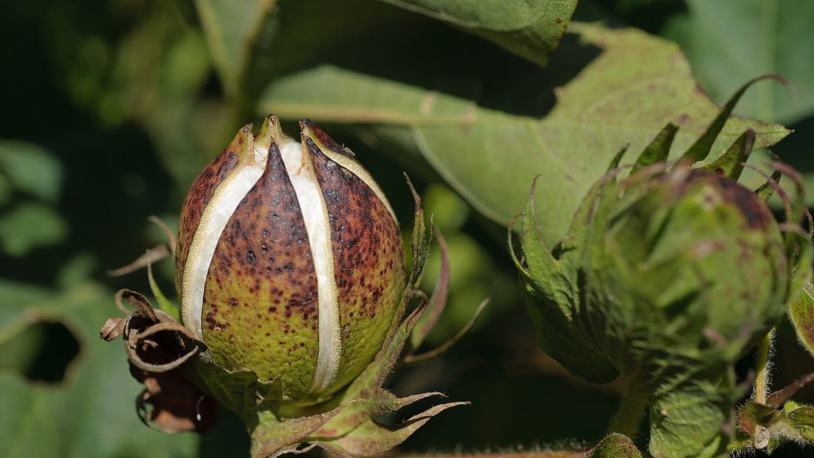 Cotton boll opening on the plant, representing Egypt’s extra-long-staple cotton