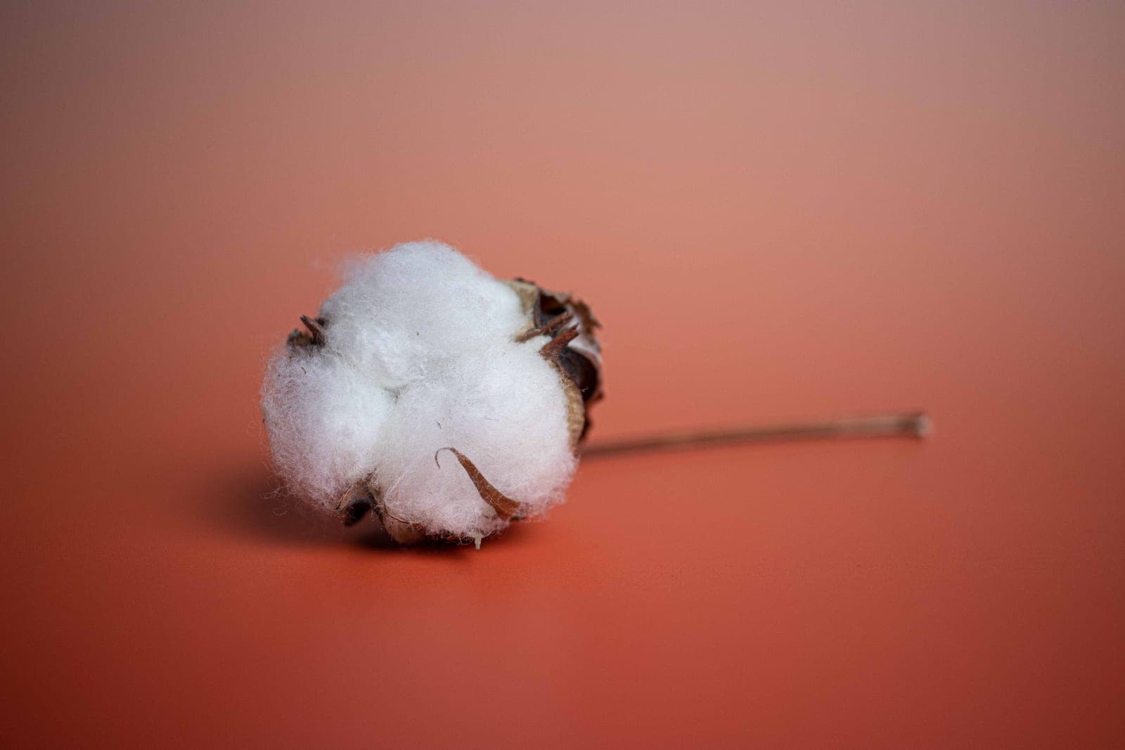 A single white cotton boll, the raw fibre that the carding process cleans and aligns